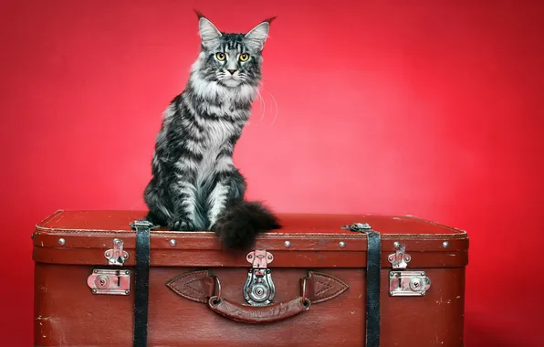 Кошка, фон, чемодан