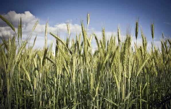 Картинка пшеница, солнце, Поле, лето.