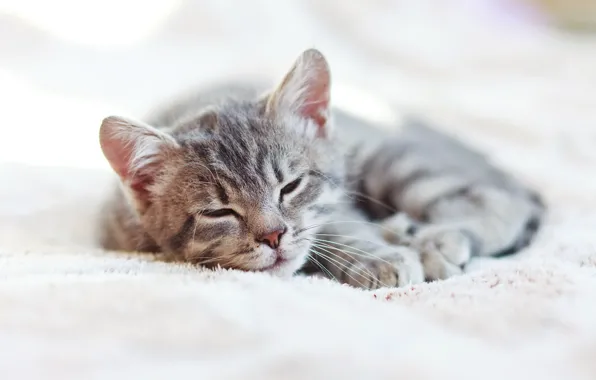 Кошка, спит, cat, sleep, kittens