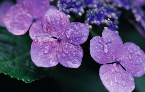 Картинка фиолетовый, капли, цветы, роса, растение, лепестки, лиловый