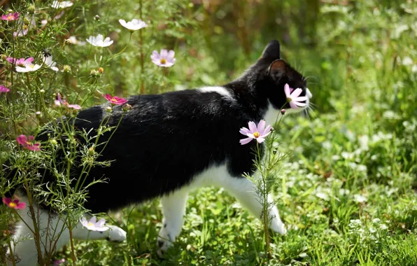 Картинка кошка, цветы, космея