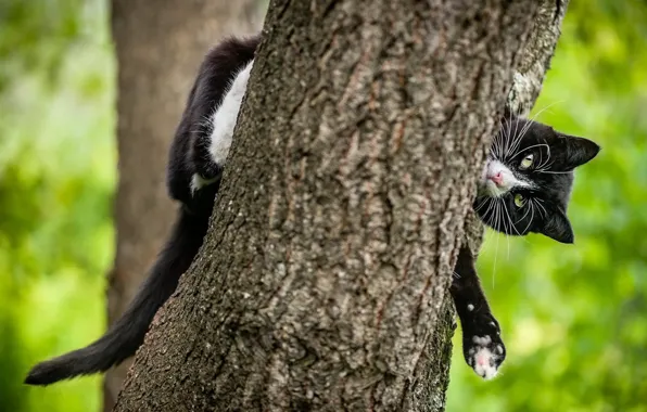 Кошка, кот, взгляд, морда, природа, поза, дерево, черный