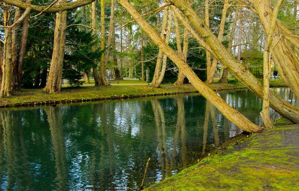 Water, park, lake, pond
