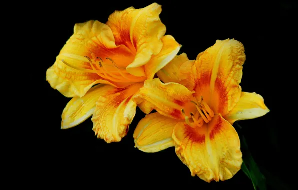 Цветы, природа, фон, краски, лепестки, лилейник