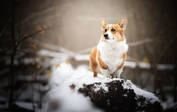 Картинка снег, собака, Вельш-корги