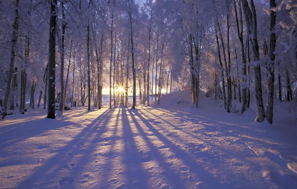 Зима, иней, лес, солнце, снег, деревья. лучи