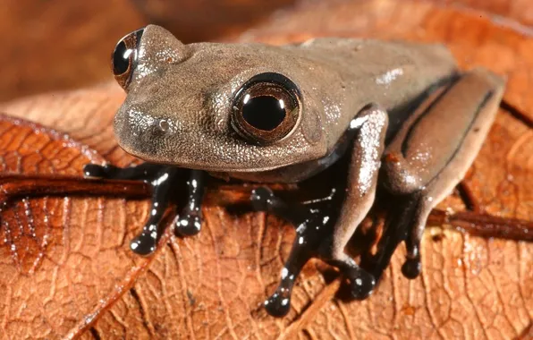 Картинка frog, rainforest, Cocoa, cocoa frog