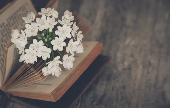 Картинка цветы, настроение, книга, жасмин