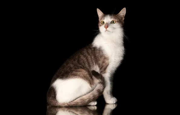 Картинка кошка, чёрный фон, Наталья Ляйс