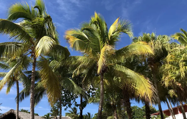 Картинка summer, holidays, beautiful, blue sky, vacation, palms, tropical