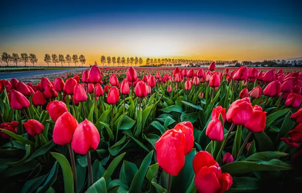 Картинка поле, пейзаж, цветы, рассвет, утро, тюльпаны, Нидерланды, Харлеммермер