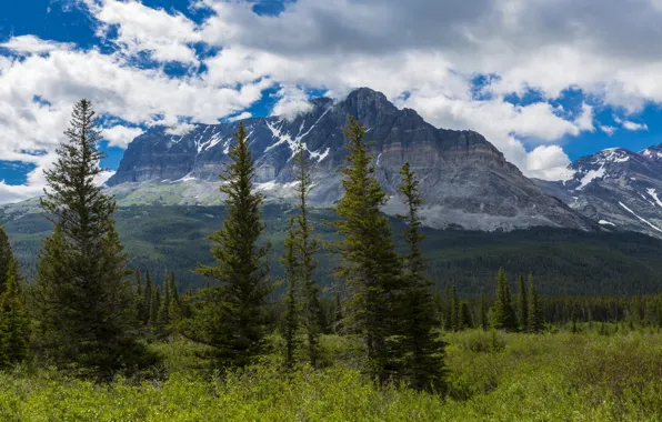 Картинка лес, облака, деревья, горы, США, кусты, Glacier, Montana