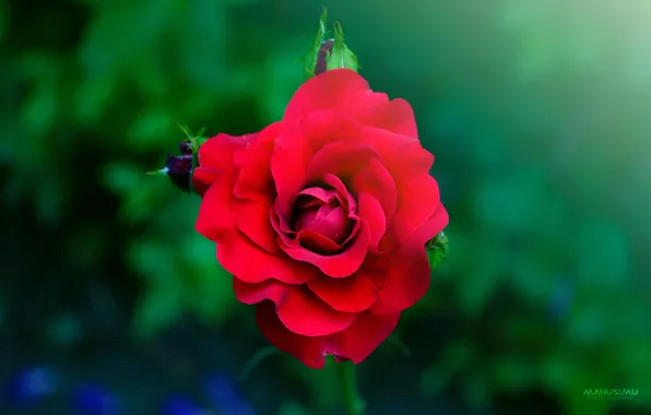 Картинка цветок, капли, роза, лепестки, MAKUSIMU
