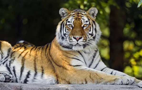 Картинка взгляд, тигр, хищник