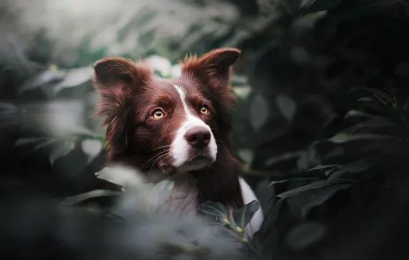 Картинка взгляд, морда, листья, портрет, собака, Бордер-колли