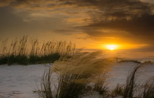 Картинка зима, пляж, солнце, закат, ветер, растения, Флорида, дюны