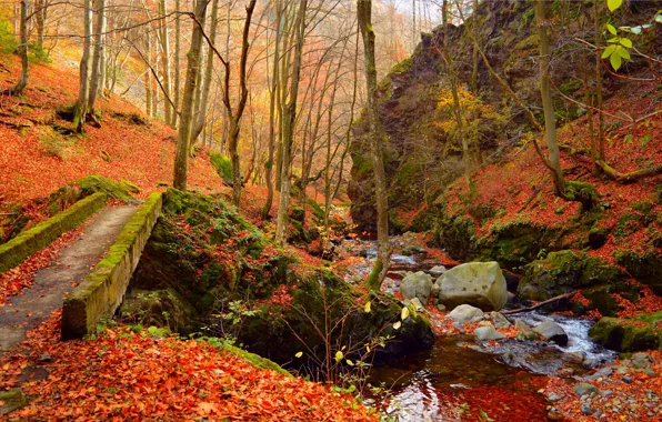 Картинка Осень, Лес, Камни, Ручей, Fall, Листва, Autumn, Colors