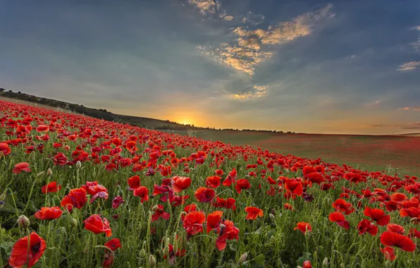 Field, sunset, poppy