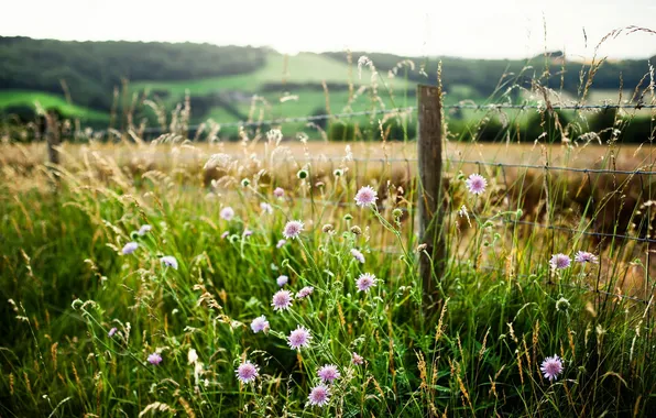 Картинка лето, трава, природа, забор