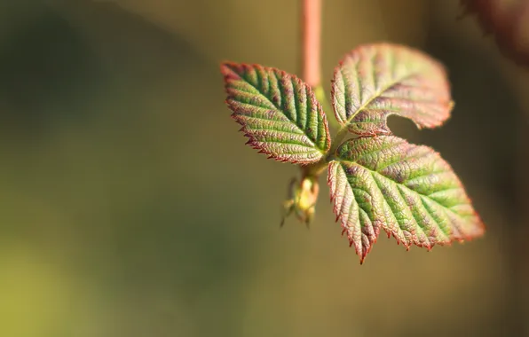 Leaf, plant, twig