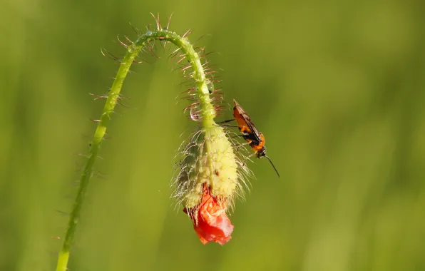 Poppy, plant, insect