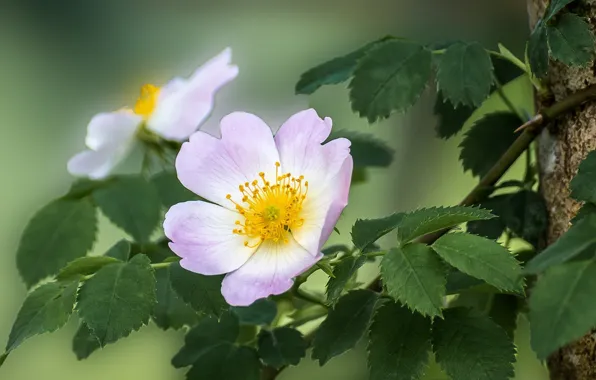 Roses, bunch, bouquet of roses