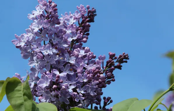 Flower, spring, lilac, blooming