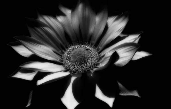 Картинка цветок, фото, растение, лепестки, черно-белое