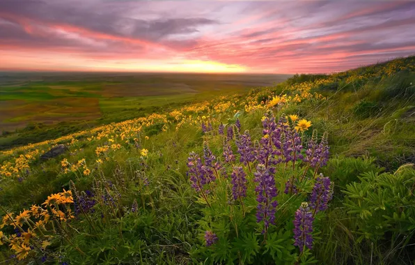 Картинка поле, цветы, природа, фото, красота, весна