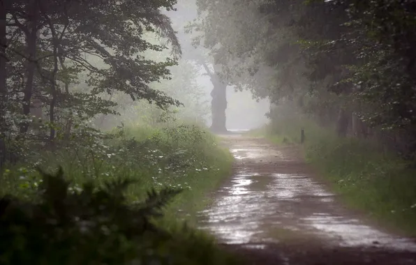 Картинка дорога, деревья, природа, дождь