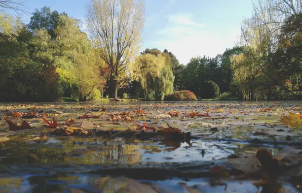 Fall, sky, trees, nature, water, lake, leaves, sun