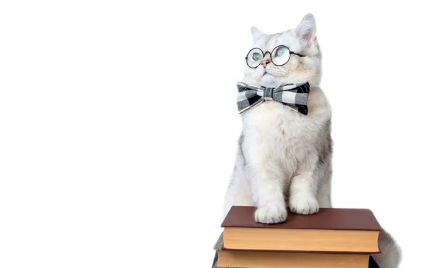 Кошка, белый, кот, взгляд, поза, книги, очки, белый фон