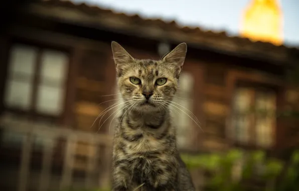 Картинка кошки, cats wallpapers, Bulgaria, cute cat, Nessebar