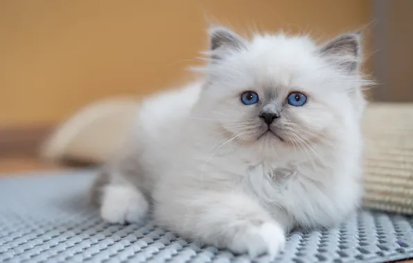 Кошка, белый, взгляд, поза, котенок, портрет, лежит, коврик