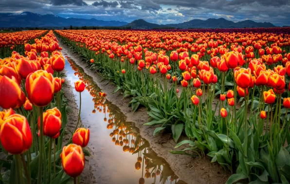 Картинка поле, небо, вода, облака, горы, отражение, весна, тюльпаны