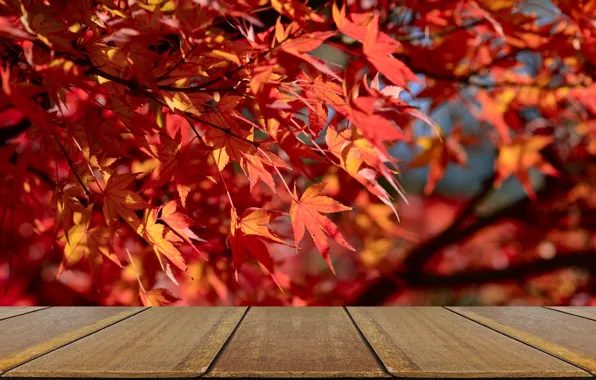 Картинка осень, листья, фон, дерево, доски, colorful, красные, red