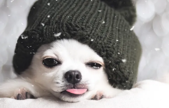 Картинка зима, друг, шапка, собака