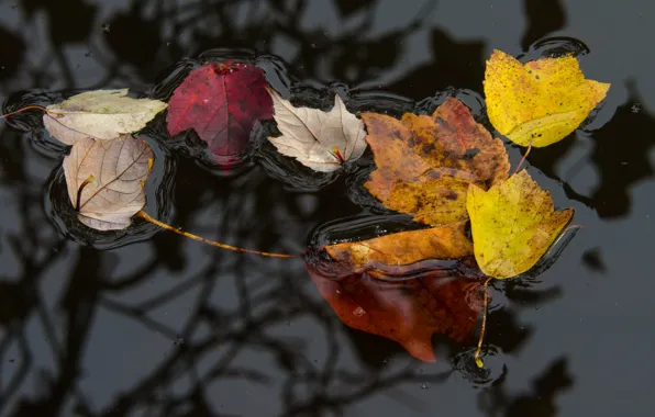 Картинка осень, листья, вода, поверхность