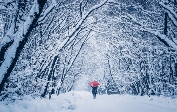 Картинка зима, снег, человек, зонт, прогулка