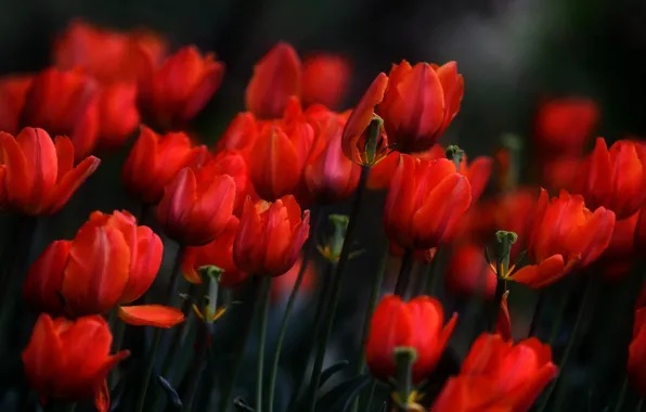 Картинка цветы, весна, тюльпаны, красные, клумба