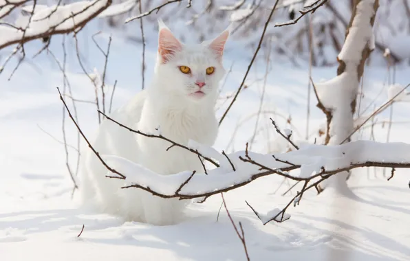 Зима, кошка, белый, кот, взгляд, свет, снег, ветки