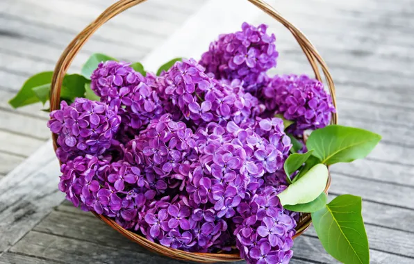 Flowers, сирень, spring, purple, basket, lilac