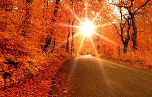 Картинка дорога, лес, листья, солнце, лучи, деревья, Осень
