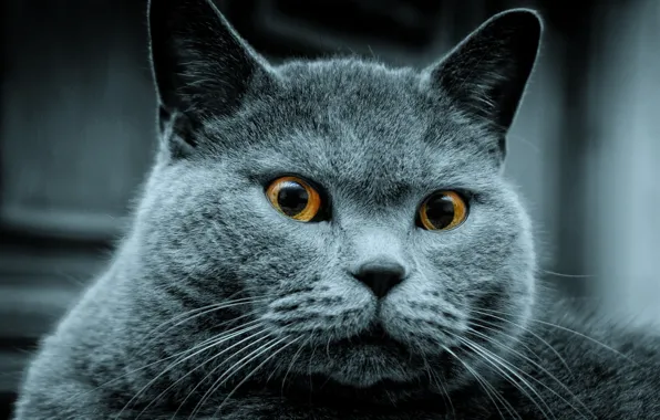 Картинка кот, серый, увидел, кого-то