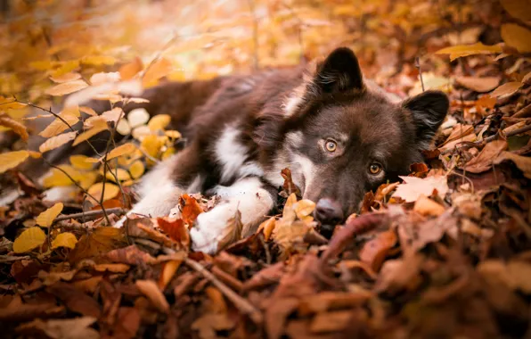 Картинка осень, взгляд, листья, ветки, природа, поза, собака, малыш