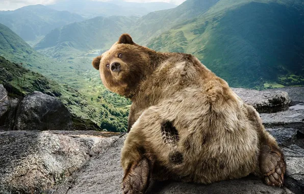 Природа, юмор, медведь