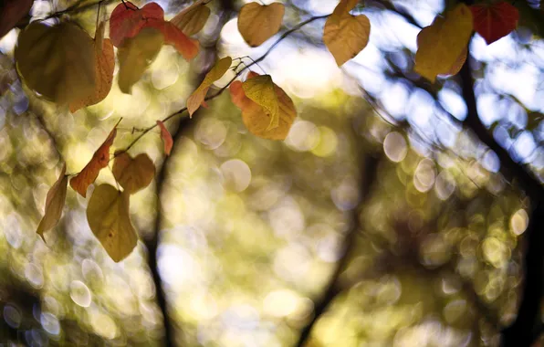 Осень, листья, природа