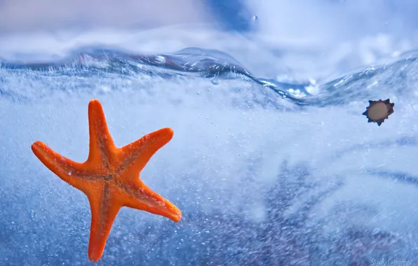 Море, вода, морская звезда