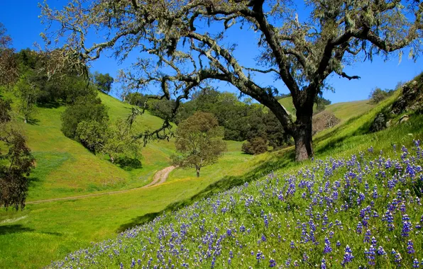 Небо, трава, деревья, цветы, холмы, склон