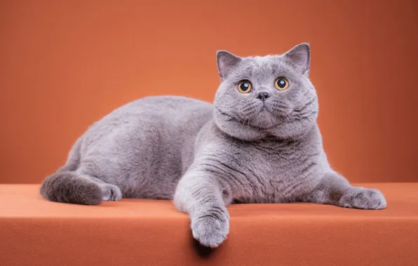 Кошка, кот, взгляд, поза, котенок, серый, лапы, мордочка